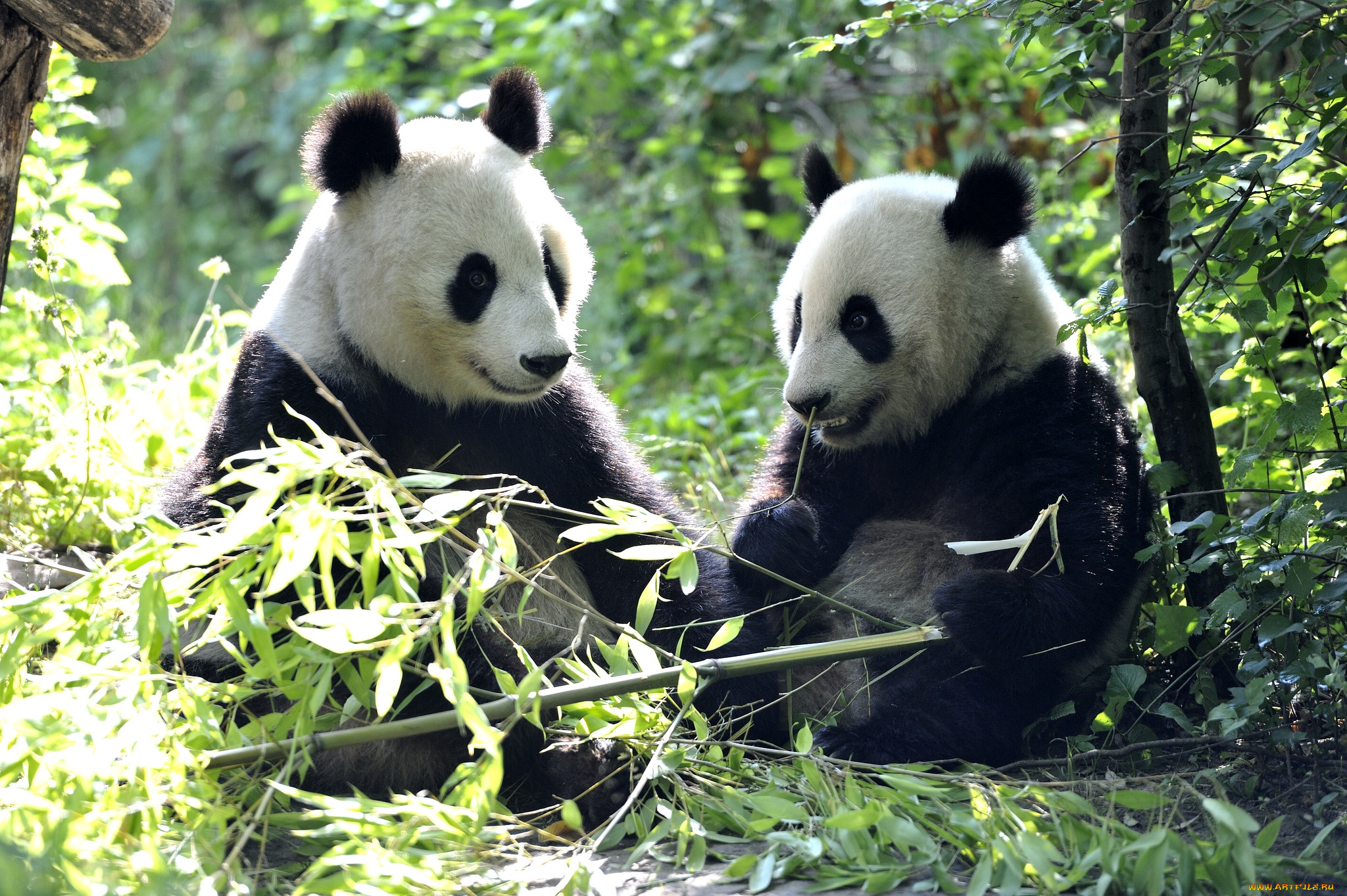 Изображения на рабочий стол компьютера. Панда бамбуковый медведь. Большая Панда или бамбуковый медведь. Большая бамбуковая Панда. Китай Панда бамбук.